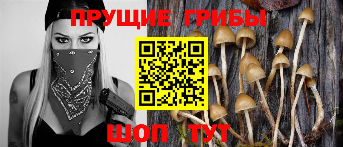 Псилоцибиновые грибы Cubensis  Галлюциногенные грибы прущие грибы  Тавда  Вход с VPN 